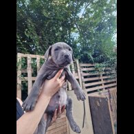 Cane Corso