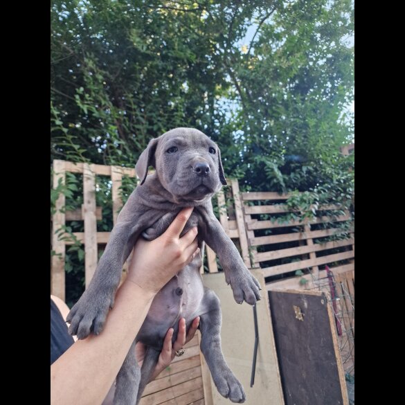 Cane Corso
