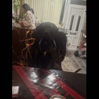 Cane Corso
