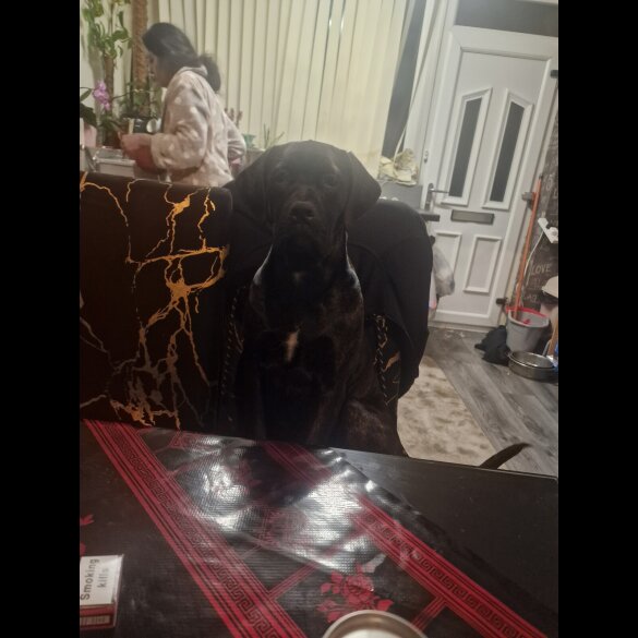 Cane Corso