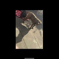 Cane Corso