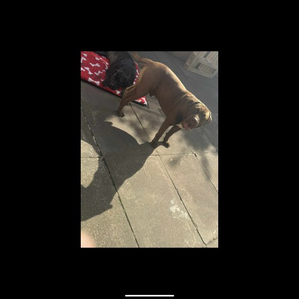 Cane Corso