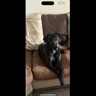 Cane Corso