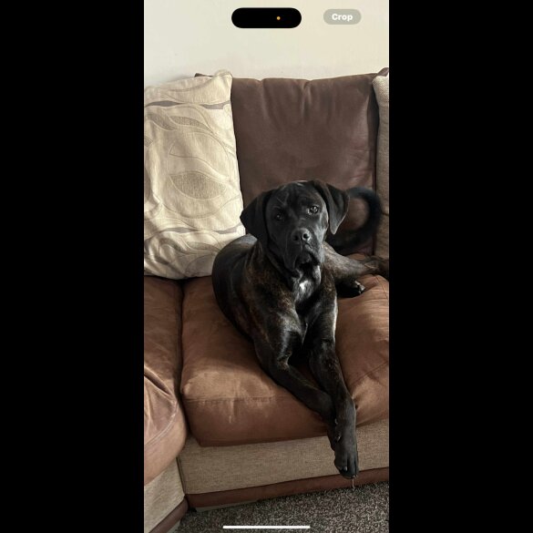 Cane Corso