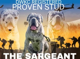 Cane Corso
