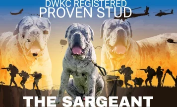 Cane Corso