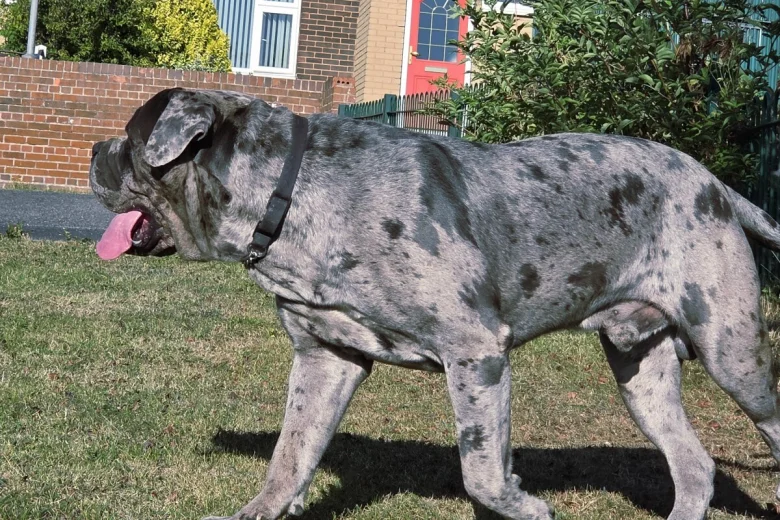 Cane Corso