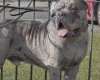 Cane Corso