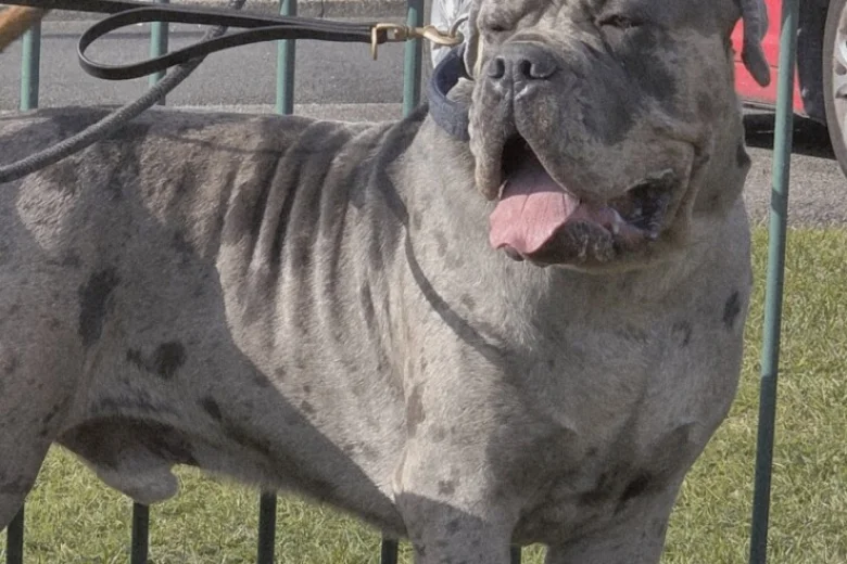 Cane Corso