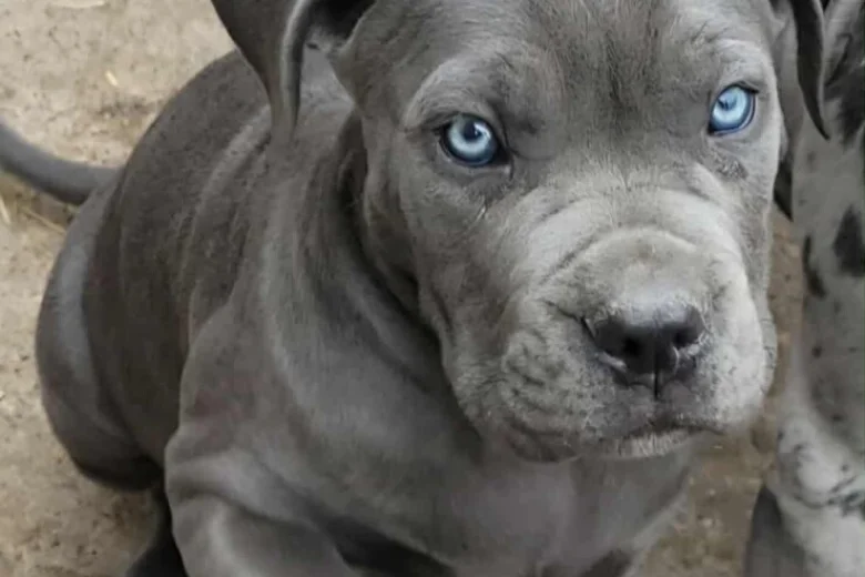 Cane Corso