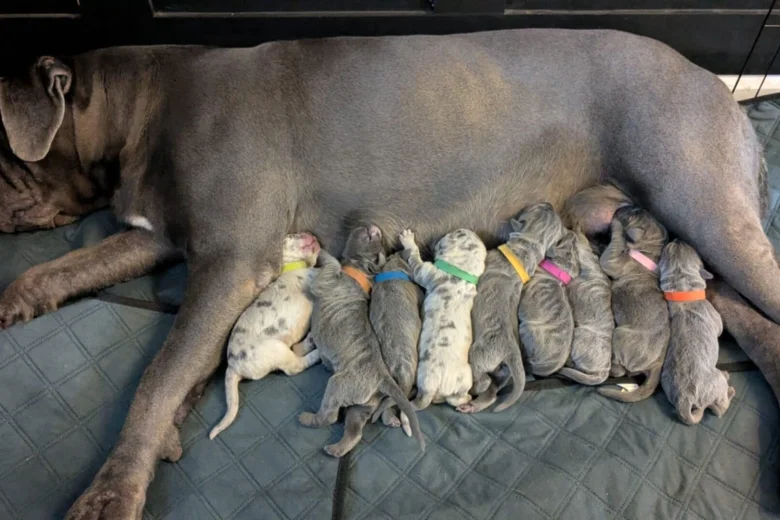 Cane Corso
