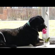 Cane Corso