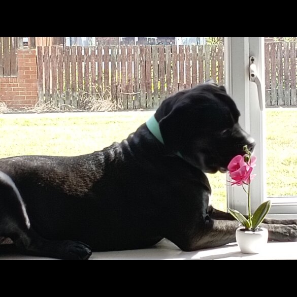 Cane Corso