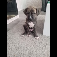 Cane Corso