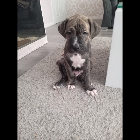 Cane Corso