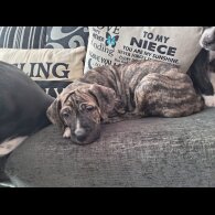 Cane Corso