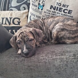 Cane Corso