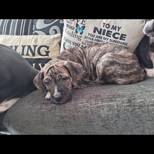 Cane Corso