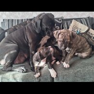 Cane Corso
