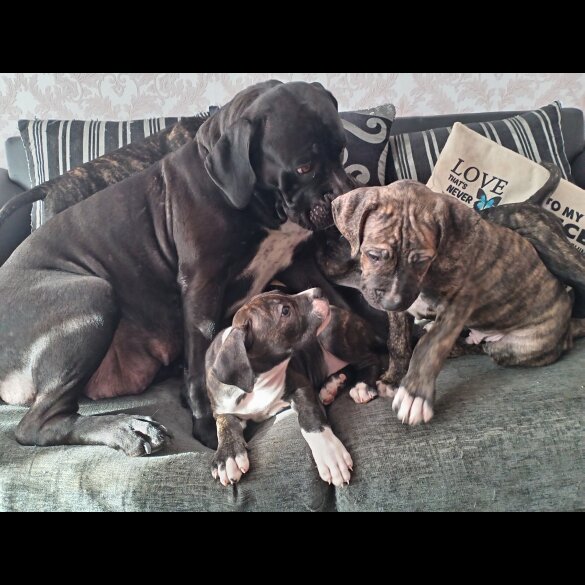 Cane Corso