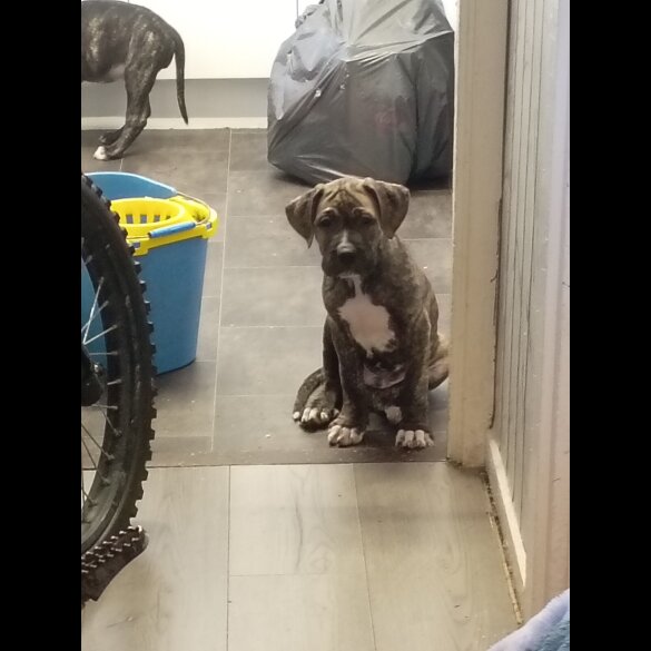 Cane Corso