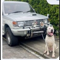 Cane Corso