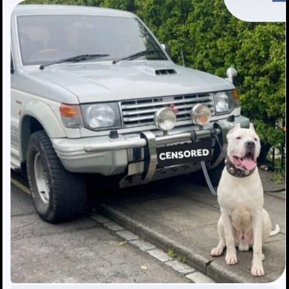 Cane Corso
