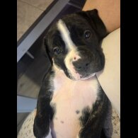 Cane Corso