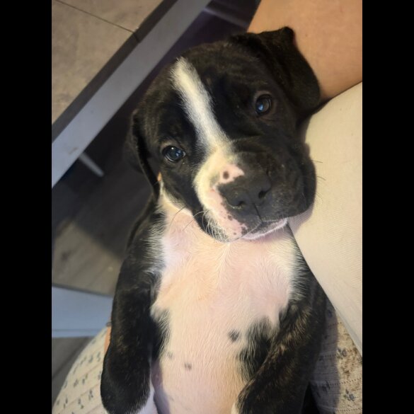Cane Corso