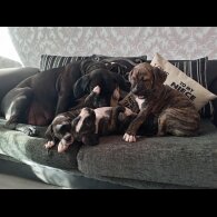 Cane Corso
