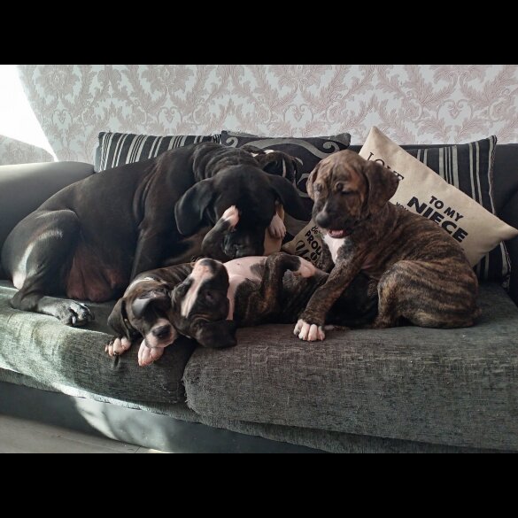 Cane Corso