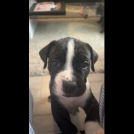 Cane Corso