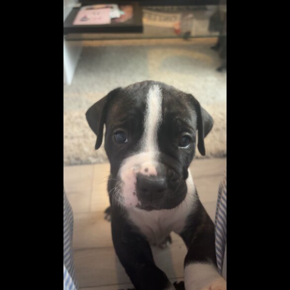 Cane Corso