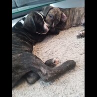 Cane Corso
