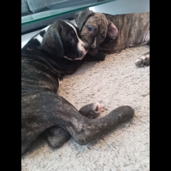 Cane Corso