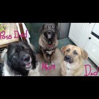 Caucasian Shepherd Dog