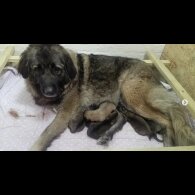 Caucasian Shepherd Dog