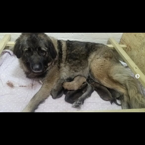 Caucasian Shepherd Dog