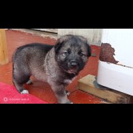 Caucasian Shepherd Dog