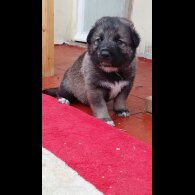 Caucasian Shepherd Dog