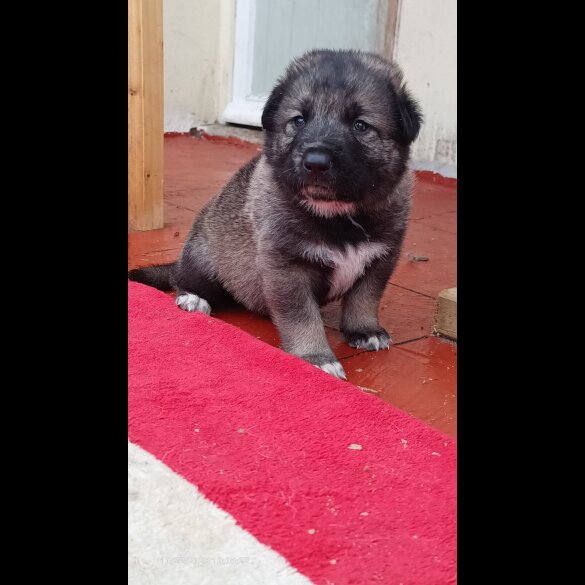 Caucasian Shepherd Dog