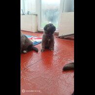 Caucasian Shepherd Dog