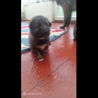 Caucasian Shepherd Dog