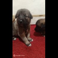 Caucasian Shepherd Dog