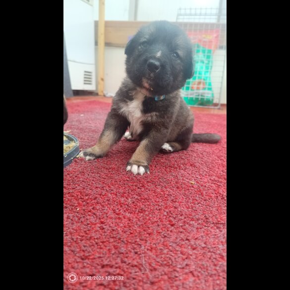 Caucasian Shepherd Dog
