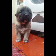 Caucasian Shepherd Dog