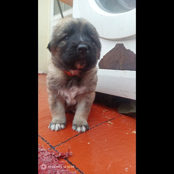 Caucasian Shepherd Dog