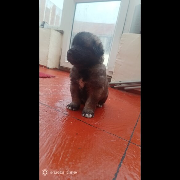 Caucasian Shepherd Dog