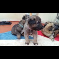 Caucasian Shepherd Dog