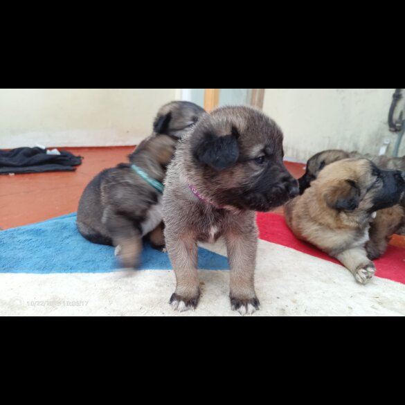 Caucasian Shepherd Dog